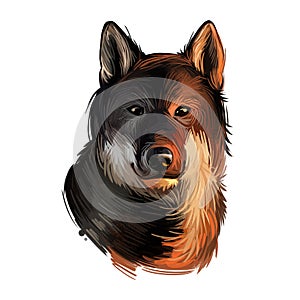 Shikoku dog originated from Japan, Japanese dog digital art. Hand drawn animalistic watercolor portrait, closeup of pet muzzle