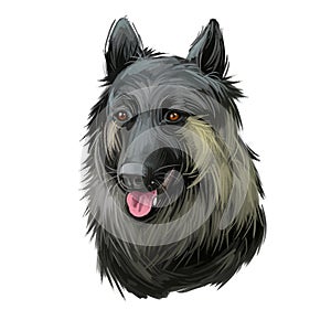 Shikoku dog originated from Japan, Japanese dog digital art. Hand drawn animalistic watercolor portrait, closeup of pet muzzle