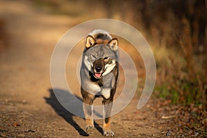 Shikoku Dog running fast In the forest at sunset. Rare Japanese shikoku dog having fun in autumn