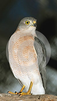 Shikra