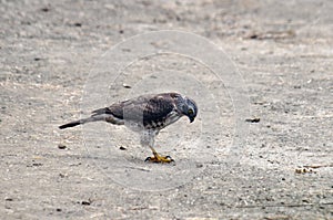 Shikra Accipiter badius