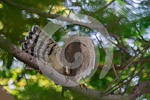 Shikra Accipiter badius cleaning its wings