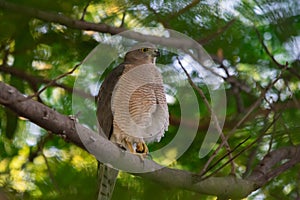 Shikra Accipiter badius  looking for the prey