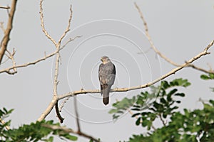 Shikra in Ghana