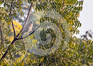 A Shikra with legs up