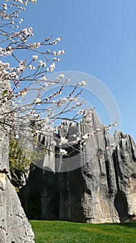 Shilin stone forest white blossom tree photo