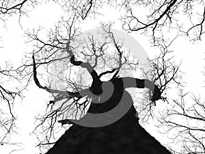 Shillouette of black tree  and branches withouth leafs