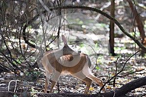 Shiloh Ranch Regional California deer.