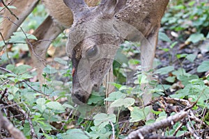 Shiloh Ranch Regional California deer.