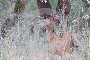Shiloh Ranch Regional California deer. The park includes oak woodlands, forests of mixed evergreens