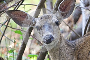 Shiloh Ranch Regional California deer. The park includes oak woodlands, forests of mixed evergreens