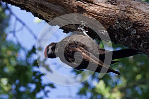 Shiloh Ranch Regional California Woodpecker.