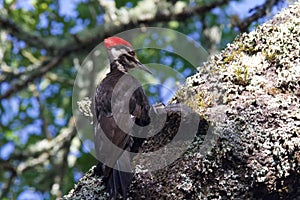 Shiloh Ranch Regional California Woodpecker.