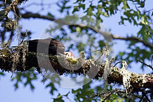 Shiloh Ranch Regional California Woodpecker.