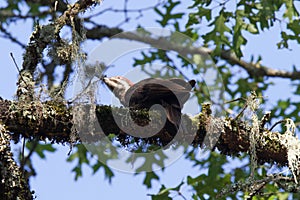 Shiloh Ranch Regional California Woodpecker.