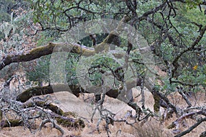 Shiloh Ranch Regional The park includes oak woodlands, forests of mixed evergreens, ridges with sweeping views of the Santa Rosa