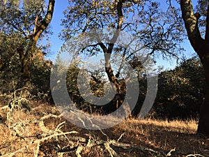 Shiloh Ranch Regional The park includes oak woodlands, forests of mixed evergreens, ridges with sweeping views of the Santa Rosa