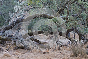 Shiloh Ranch Regional The park includes oak woodlands, forests of mixed evergreens, ridges with sweeping views of the Santa Rosa photo