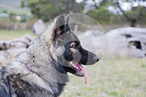 Shiloh Shepherd