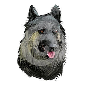 Shiloh Shepherd dog sticking out tongue pet with long fur digital art. Animalistic hand drawn portrait watercolor style closeup.