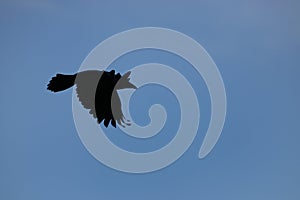 Shiluette of a hooded crow in flight