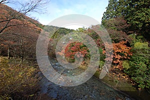 Shima river with autumn leaves in the fall, Japan.