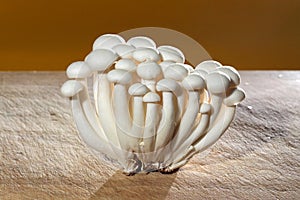 Shimeji, japonese mushroom photo