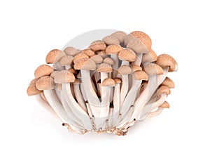 Shimeji mushroom isolated