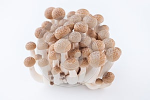 Shimeji mushroom on white