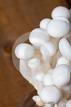 Shimeji mushroom on white background