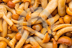 Shimeji mushrooms brown fumgi varieties Background