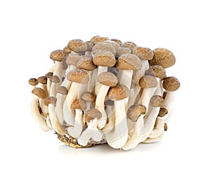 Shimeji mushrooms brown varieties