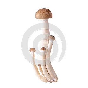 shimeji mushrooms brown varieties isolated over white background