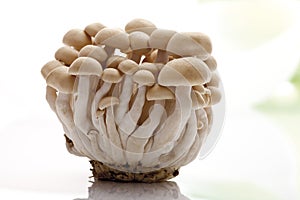 Shimeji mushrooms (Hypsizygus marmoreus)