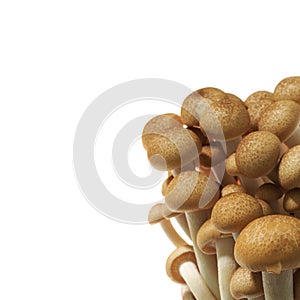 shimeji mushrooms isolated on white background