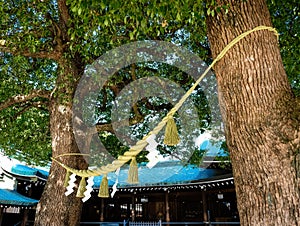 Shimenawa, a holy rope circle between trees in Japanese temple