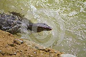 A shimmering Asian Water Monitor