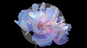 Shimmering Light Pink and Azure Peony: Close-up of Solid Profile with Sleek Glass Thickness and Cinematic Lighting, Generative AI