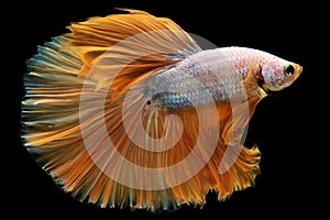 The shimmering orange hue of the betta\'s tail adds an element of flamboyance.