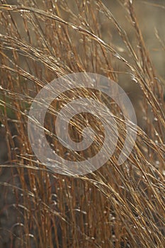 Shimmering Prairie Grass