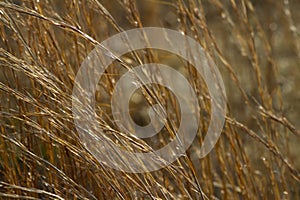 Shimmering Prairie Grass