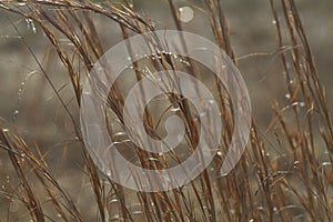Shimmering Prairie Grass