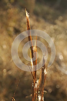 Shimmering Prairie Grass Plume