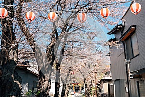 Shimoyoshida village cherry blossoms road in Yamanashi, Japan