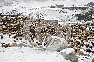 Shimshali people go grazing with the sheep, goats and yaks. They raise and graze at an altitude of over 5600m because there are on