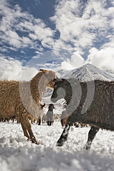 Shimshali people go grazing with the sheep, goats and yaks. They raise and graze at an altitude of over 5600m because there are on