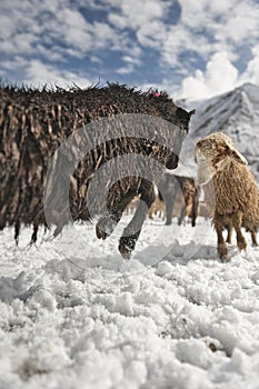 Shimshali people go grazing with the sheep, goats and yaks. They raise and graze at an altitude of over 5600m because there are on