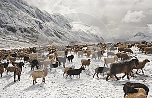 Shimshali people go grazing with the sheep, goats and yaks. They raise and graze at an altitude of over 5600m because there are on