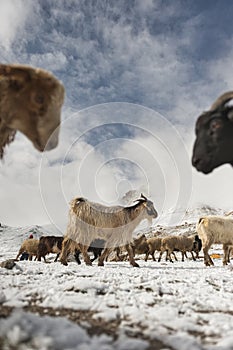 Shimshali people go grazing with the sheep, goats and yaks. They raise and graze at an altitude of over 5600m because there are on