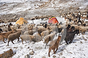 Shimshali people go grazing with the sheep, goats and yaks. They raise and graze at an altitude of over 5600m because there are on